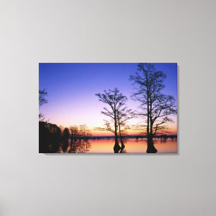 Bald cypress trees silhouetted at sunset, canvas print