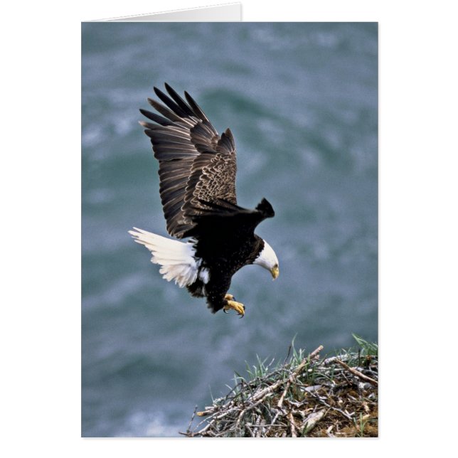 Bald Eagle (Front)