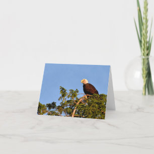 Bald Eagle #1 - Blank Note Card