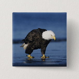 Bald Eagle 2 Inch Square Button