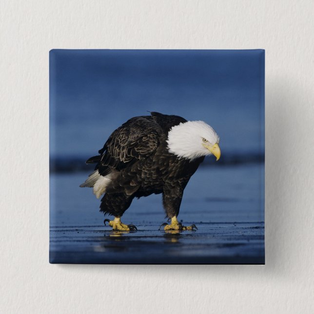 Bald Eagle 2 Inch Square Button (Front)