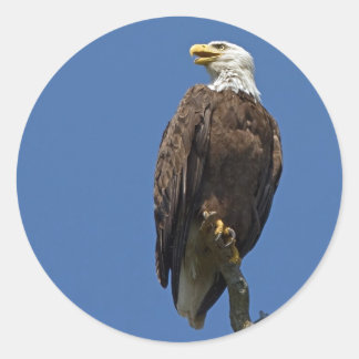Bald Eagle 4 Classic Round Sticker