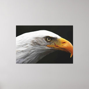 Bald Eagle 60x40 (150x100cm) waccna Canvas Print