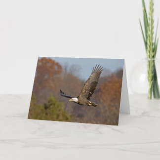 Bald Eagle 6 Card
