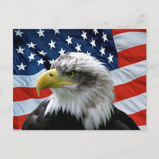 Bald Eagle American Flag Postcard (Front)