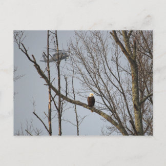 Bald Eagle and Blackhawk Postcard