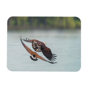 Bald Eagle and Goose Wildlife Photo Magnet