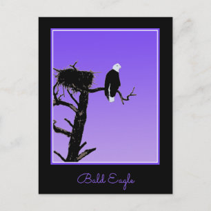 Bald Eagle at Sunset  - Original Wildlife Art Postcard