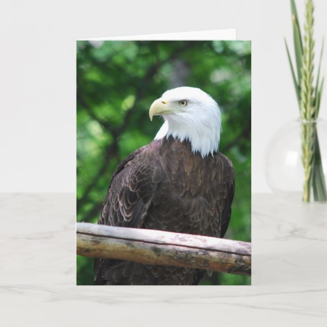 Bald Eagle Bird Greeting Card (Front)