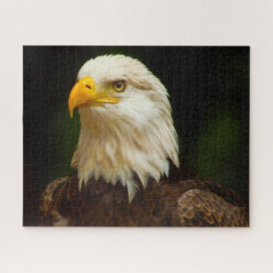 Bald Eagle Bird of Prey. Jigsaw Puzzle