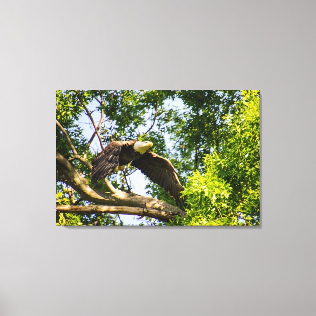 Bald Eagle Branch Takeoff Canvas Print (Front)