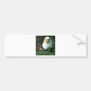 bald eagle bumper sticker