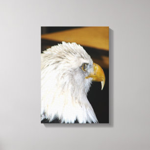 Bald Eagle Canvas Print