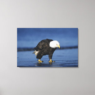 Bald Eagle Canvas Print