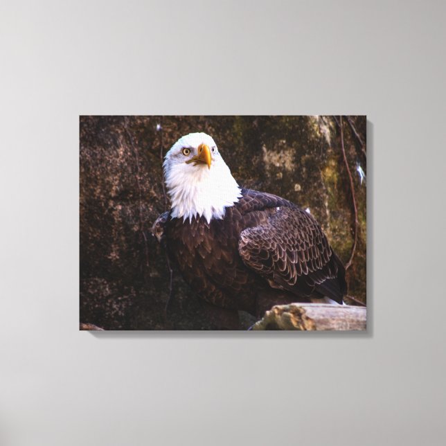 Bald Eagle Canvas Print (Front)