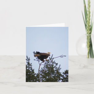 Bald Eagle Card