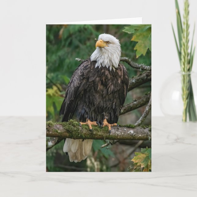 Bald Eagle Carte de remerciements (Devant)