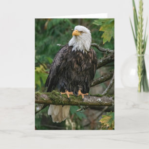 Bald Eagle Carte de remerciements