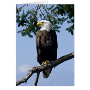 Bald Eagle - cartes