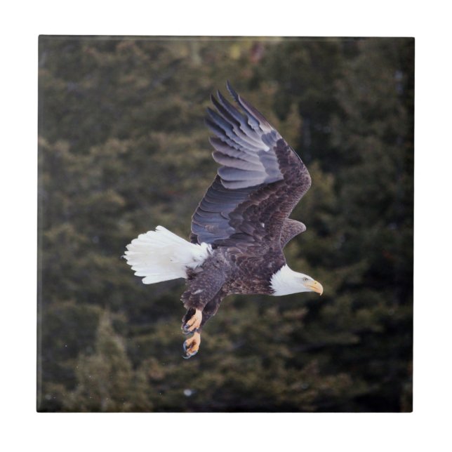 Bald Eagle Ceramic Tile Small (4.25" x 4.25") (Front)