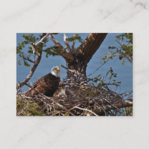 Bald Eagle Chicks - Business Card