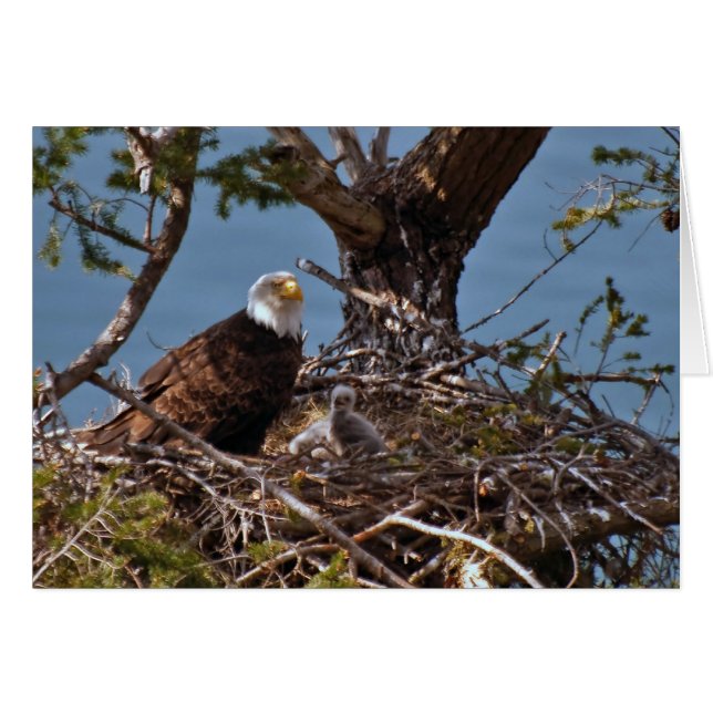 Bald Eagle Chicks - Carte (Devant horizontal)