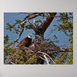 Bald Eagle Chicks - Fine Art Prints