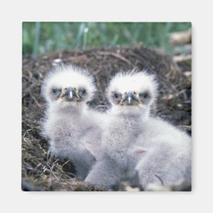 Bald Eagle Chicks Magnet