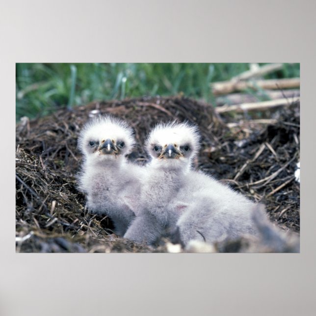 Bald eagle chicks poster (Front)