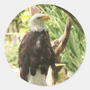 Bald Eagle Classic Round Sticker