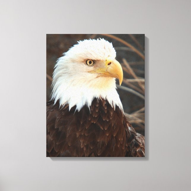 Bald Eagle Closeup Canvas Print (Front)