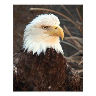 Bald Eagle Closeup Photo Print