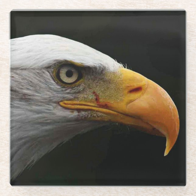 Bald Eagle coastercna Glass Coaster (Front)