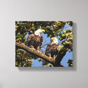 Bald Eagle Couple Canvas Print