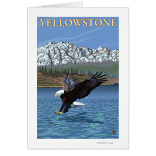 Bald Eagle Diving - Yellowstone National Park