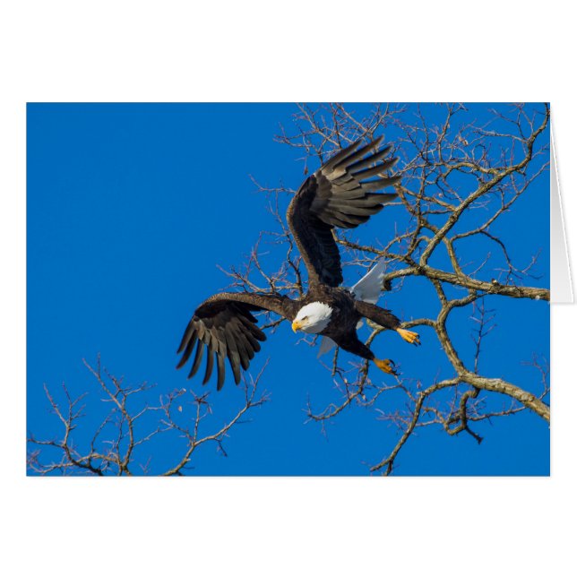 Bald Eagle Drop (Front Horizontal)