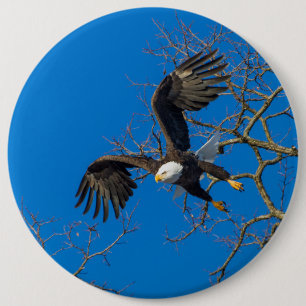Bald Eagle Drop 6 Inch Round Button