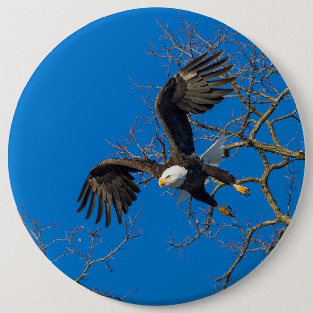 Bald Eagle Drop 6 Inch Round Button (Front)