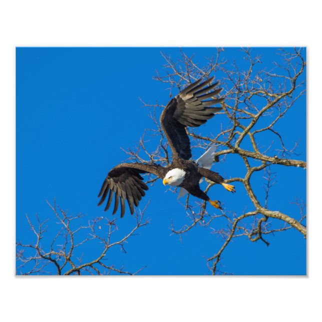 Bald Eagle Drop Photo Print (Front)