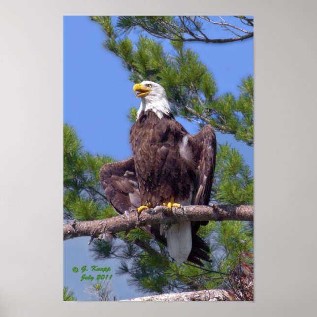 Bald Eagle en tant qu'impression ou affiche (Devant)