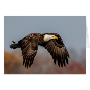 Bald Eagle en vol
