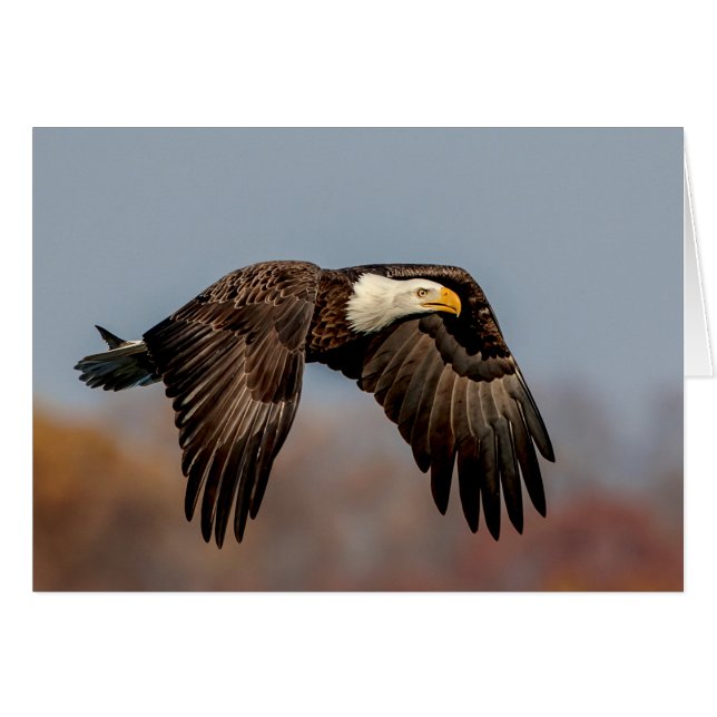 Bald Eagle en vol (Devant horizontal)