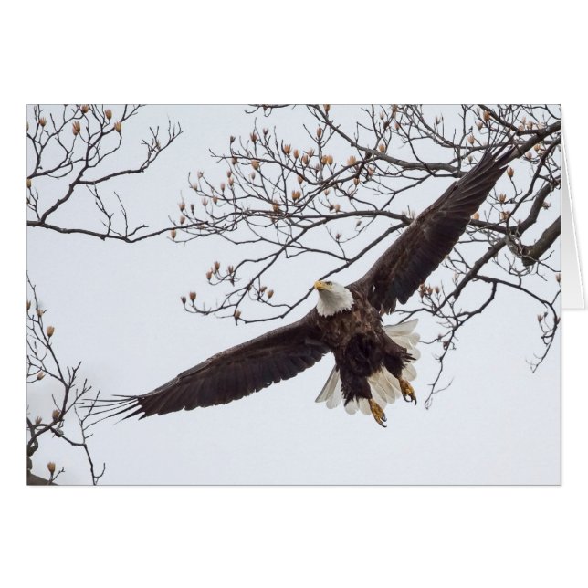 Bald Eagle Étalon (Devant horizontal)