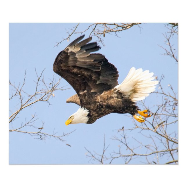 Bald Eagle Eyes Its Prize Photo Print (Front)