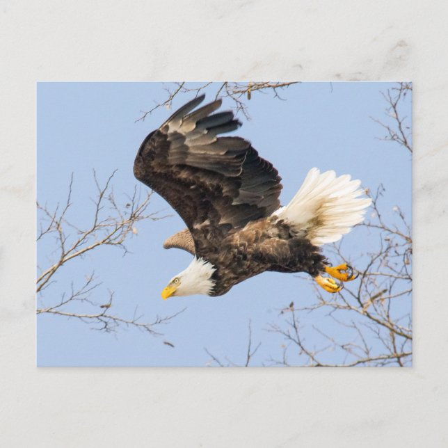 Bald Eagle Eyes Its Prize Postcard (Front)