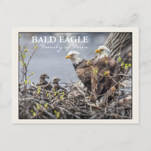 Bald Eagle Family of Four Postcard