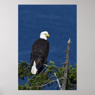 Bald Eagle Fine Art Print