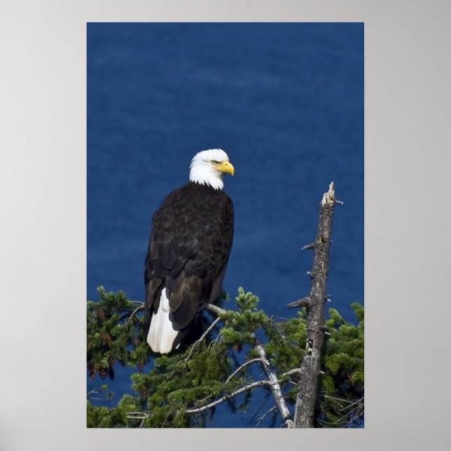 Bald Eagle Fine Art Print (Front)
