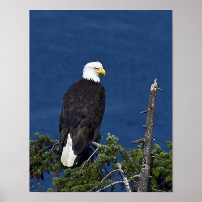 Bald Eagle Fine Art Print (Front)