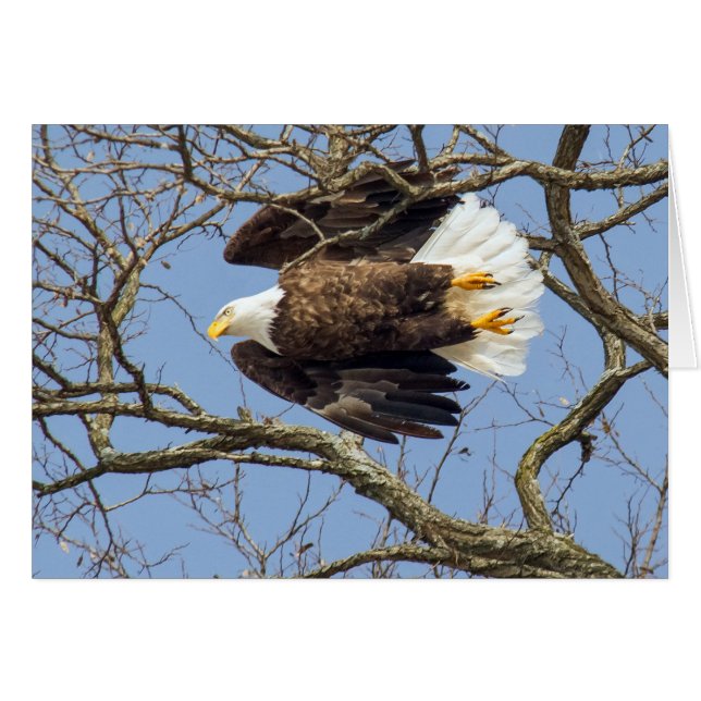 Bald Eagle Flash (Front Horizontal)